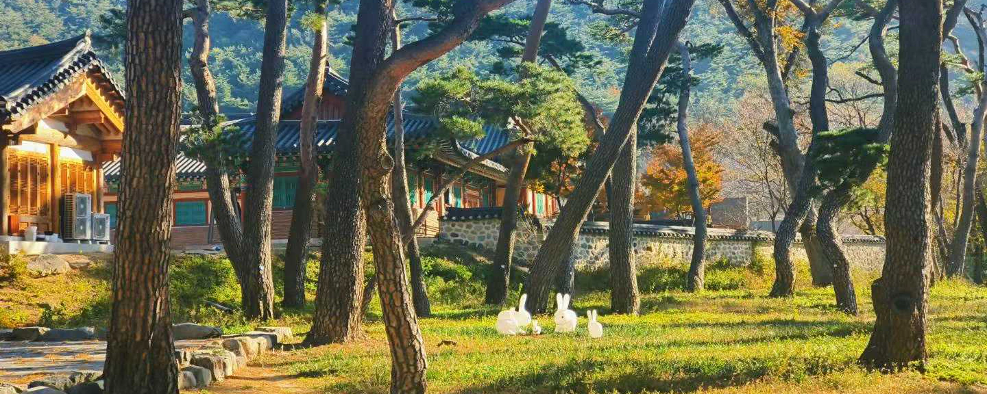 Sunlit pine trees surrounding a Korean temple, photographed by Junqi Jing